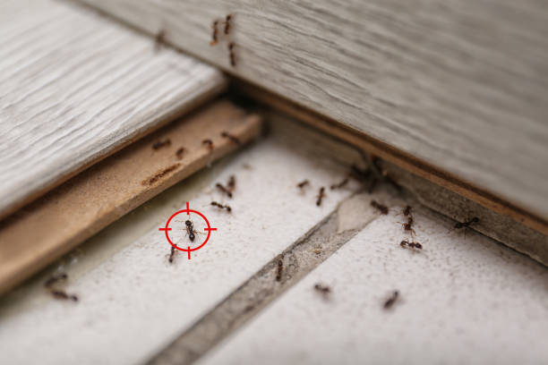 Best Mosquito Control Services  in Gold Hill, OR